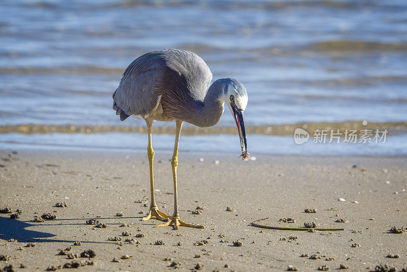 蓝鹭(Ardea herodias)